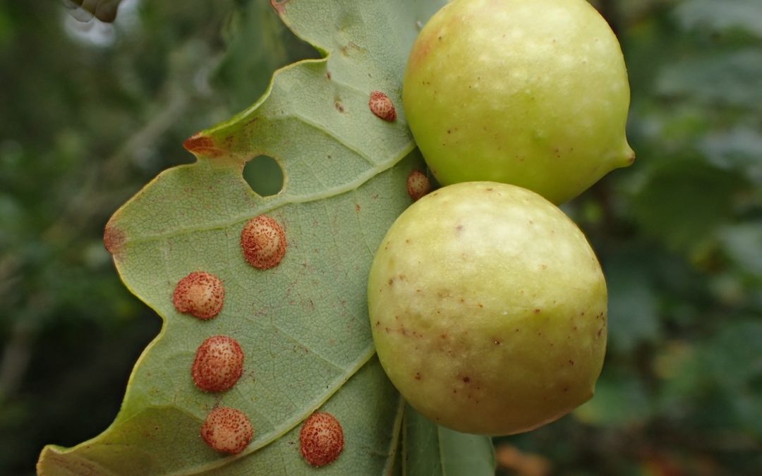 Spangle galls and Cherry galls