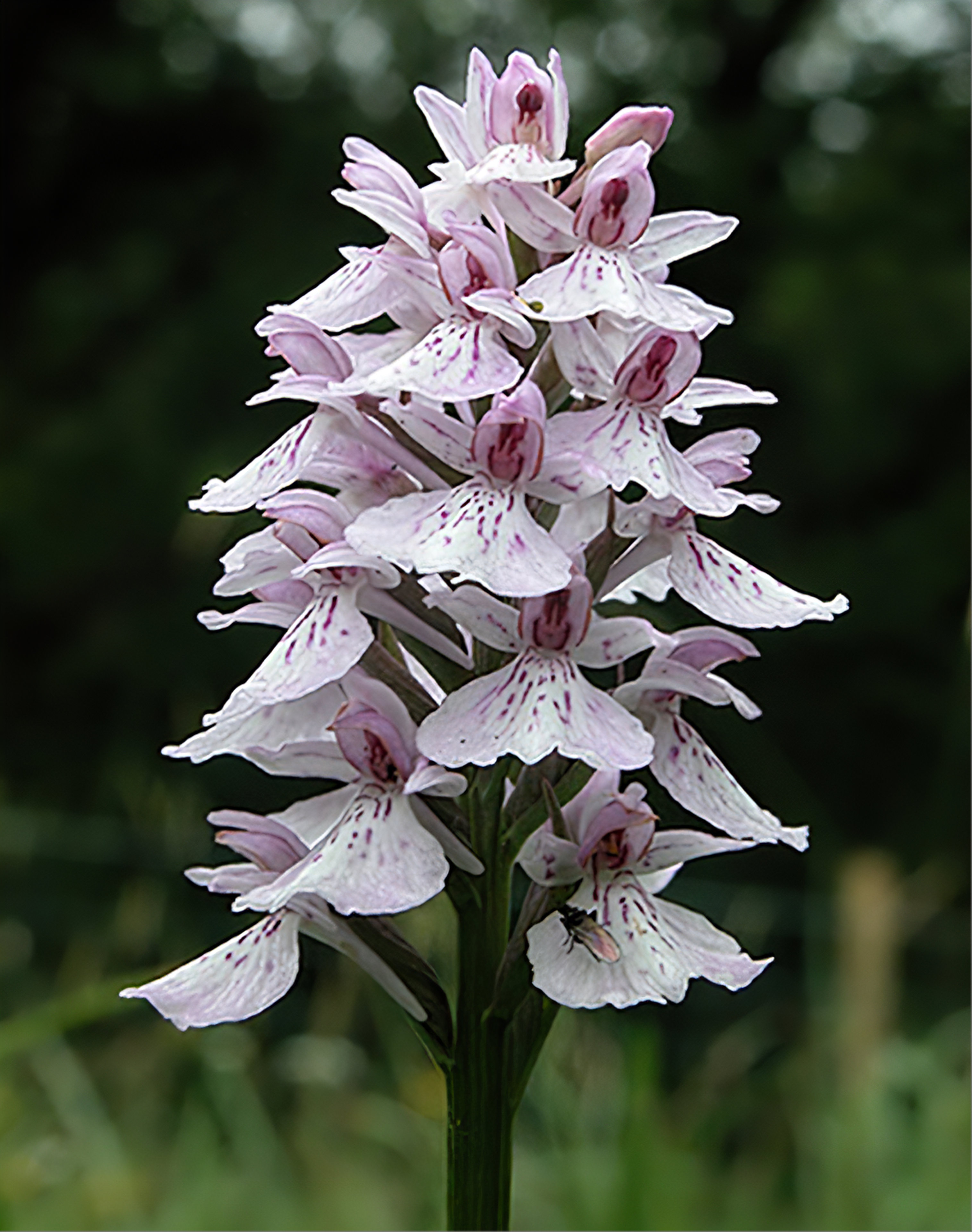 Heath-spotted orchid