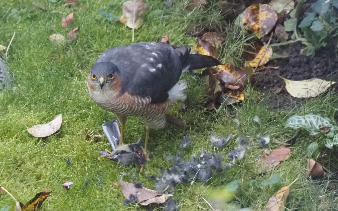 Male Sparrowhawk with prey.
