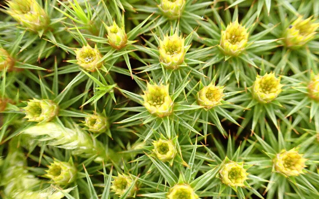 Juniper haircap – Polytrichum juniperinum